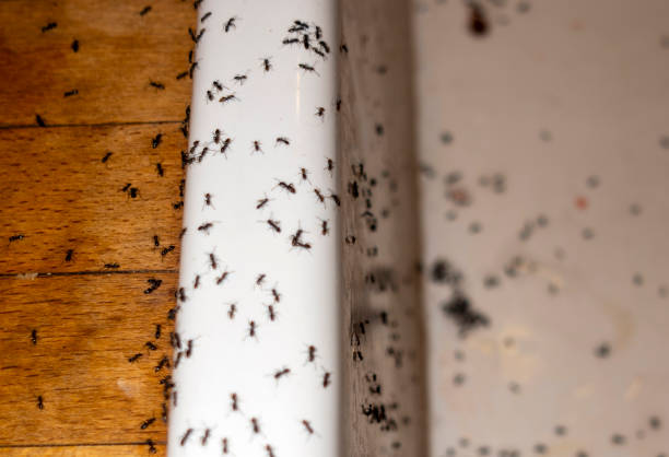 Best Pest Removal Services  in Pahrump, NV
