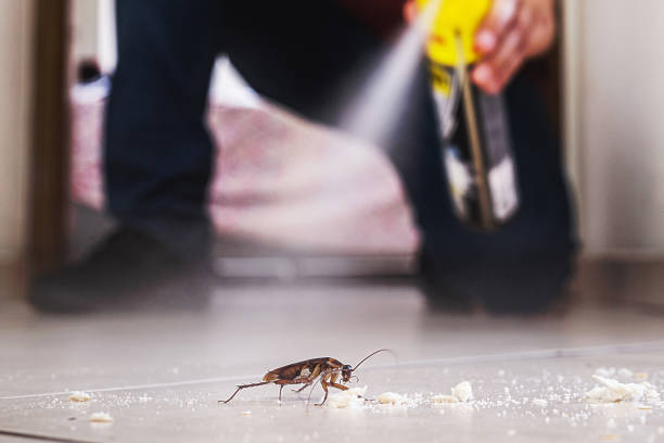 Bird Control in Pahrump, NV