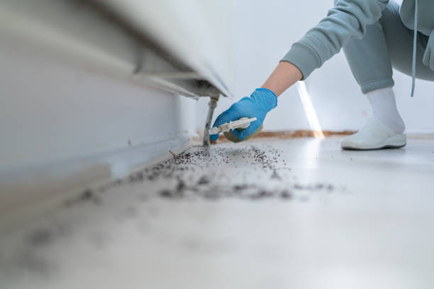 Best Mosquito Control Services  in Pahrump, NV
